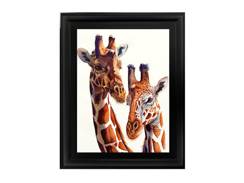 Safari Giraffes