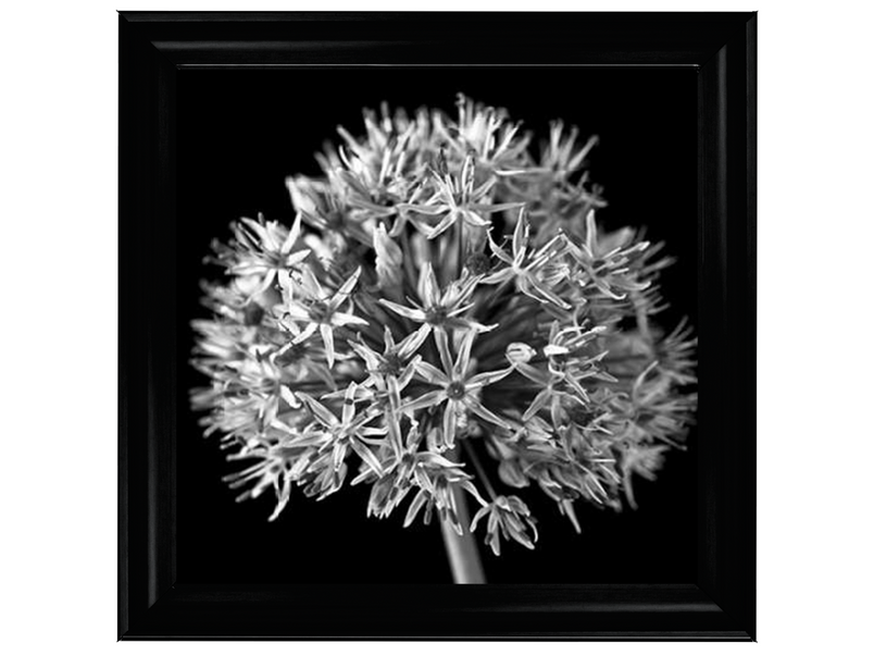 Black Allium 1