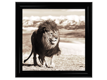 African Animals Series - Lion A