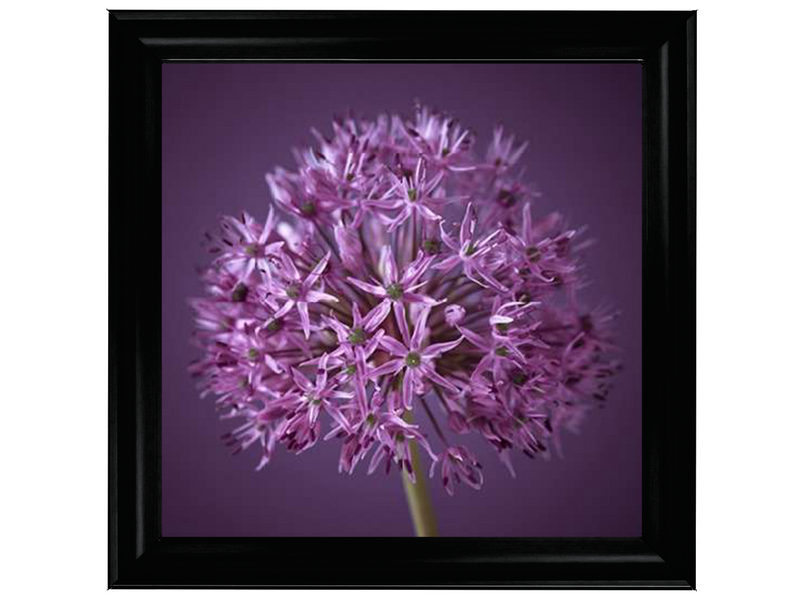 Purple Allium 1 by Assaf Frank