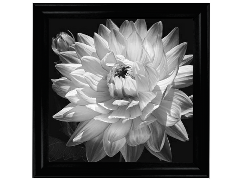 White Dahlia II