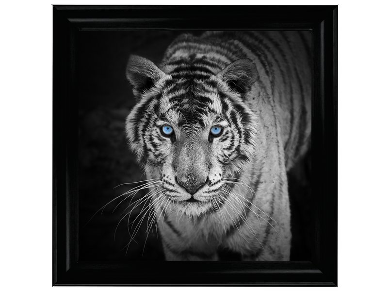 Blue Eyes Tiger