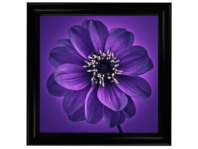 Purple Dahlia on Purple Background I by Assaf Frank