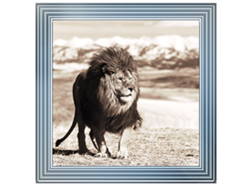 African Animals Series - Lion A