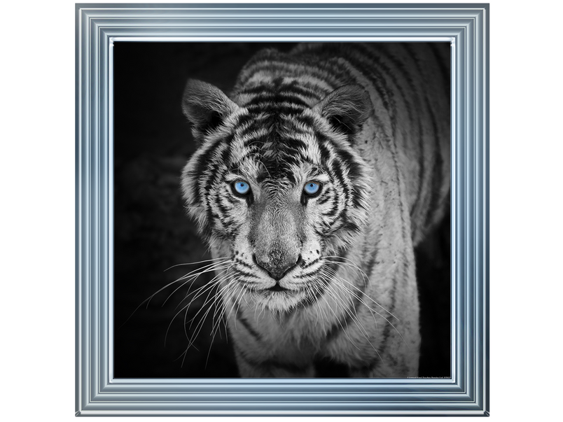 Blue Eyes Tiger