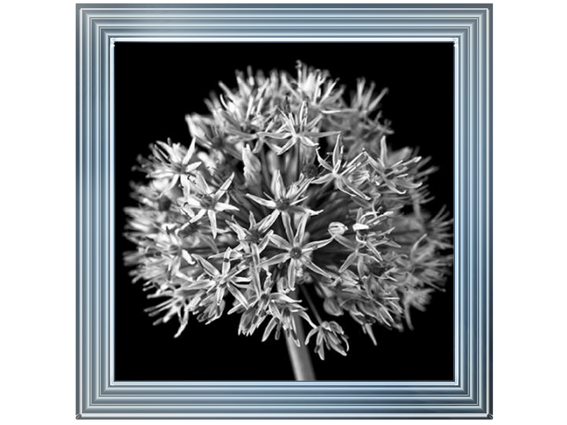 Black Allium 1