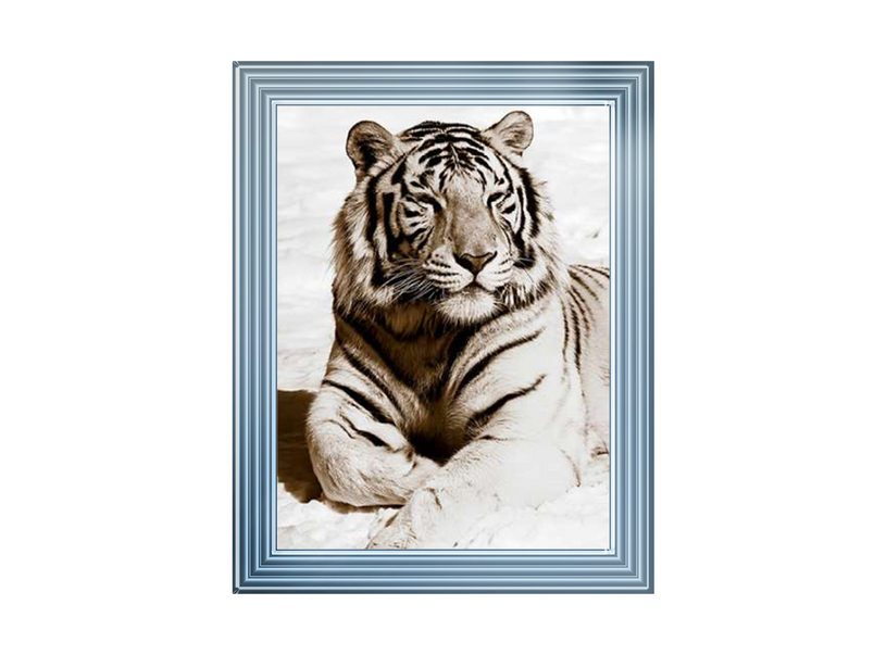 African Animals Series - Tiger A