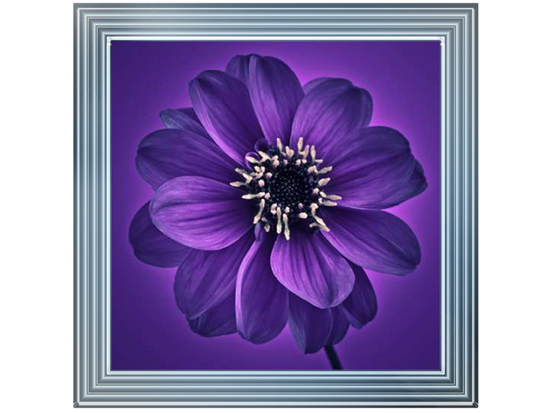 Purple Dahlia on Purple Background I by Assaf Frank