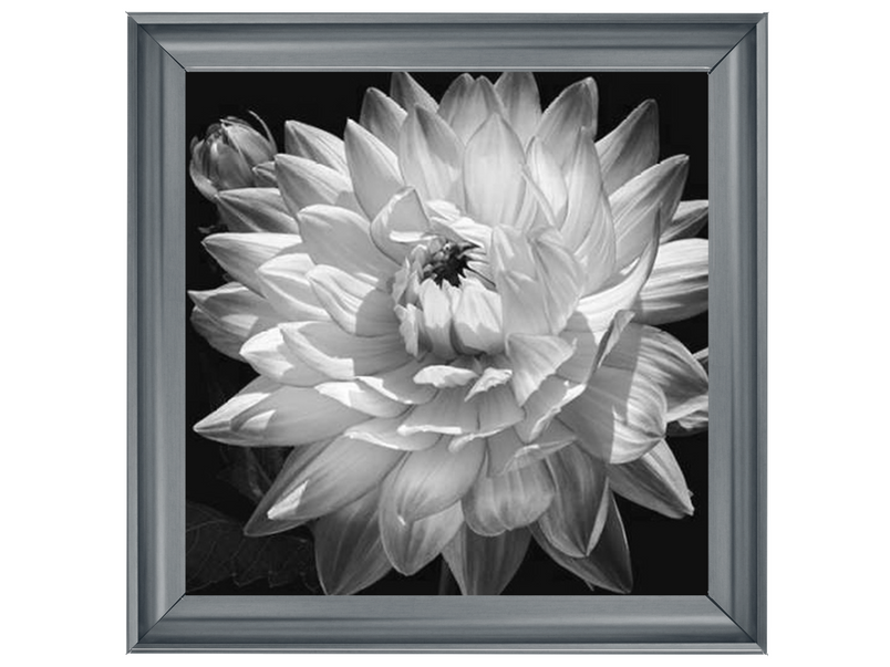 White Dahlia II