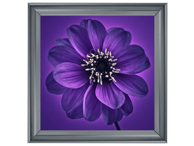 Purple Dahlia on Purple Background I by Assaf Frank