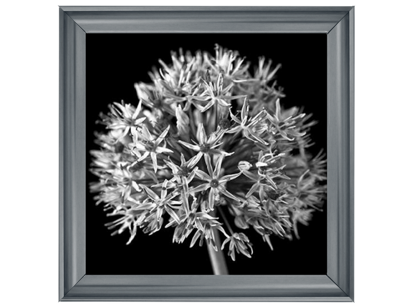 Black Allium 1