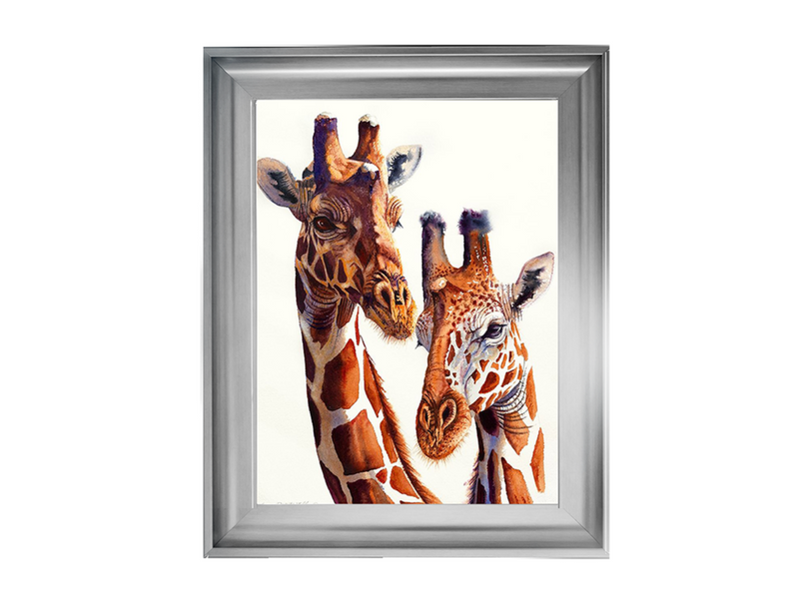Safari Giraffes