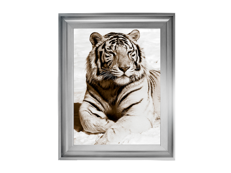 African Animals Series - Tiger A