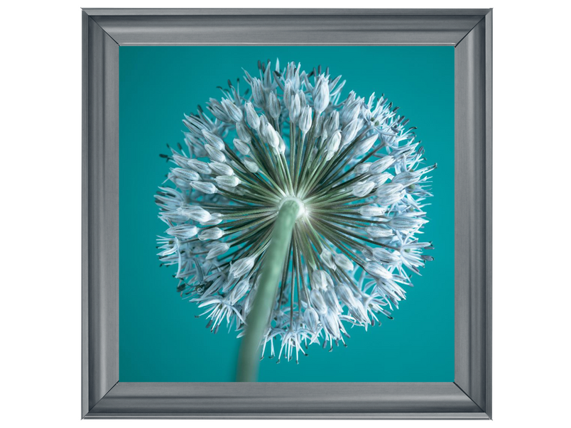 Turquoise Allium II by Assaf Frank