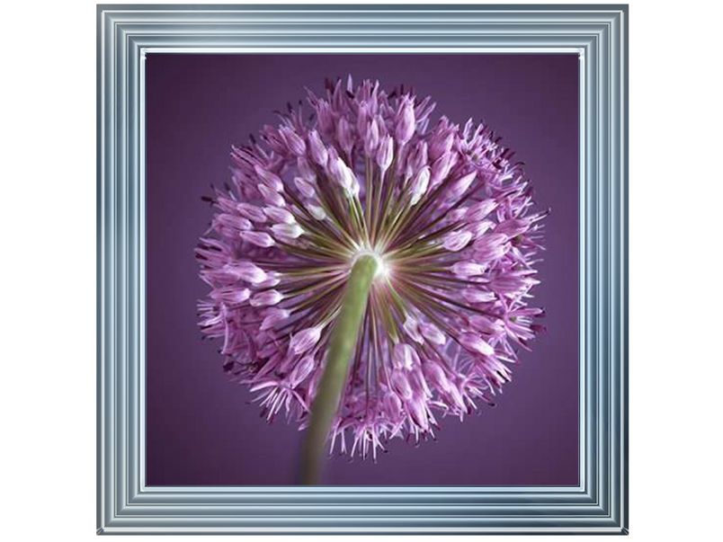 Purple Allium II by Assaf Frank