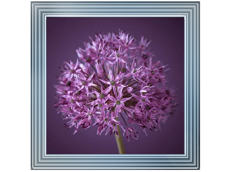 Purple Allium 1 by Assaf Frank