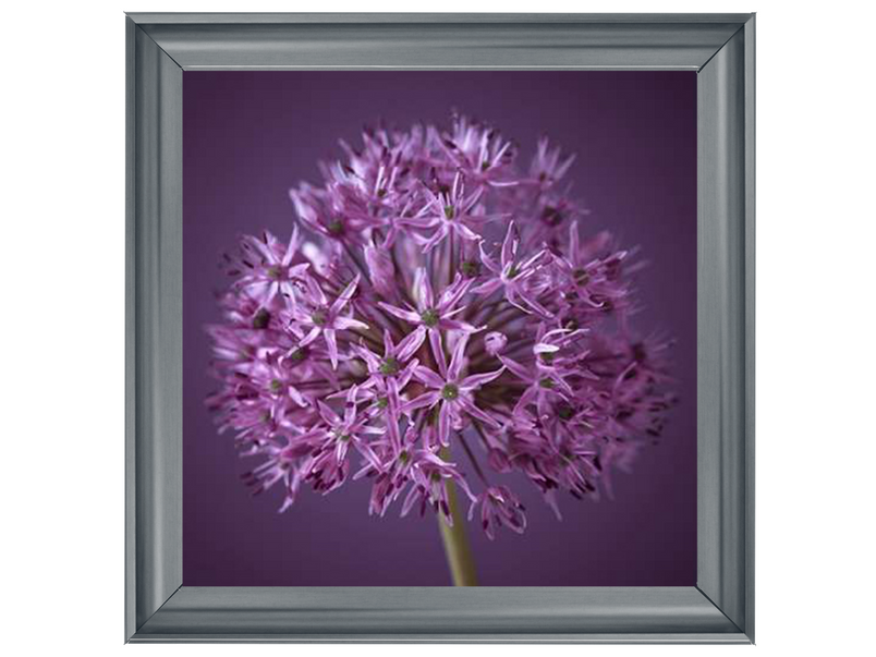 Purple Allium 1 by Assaf Frank