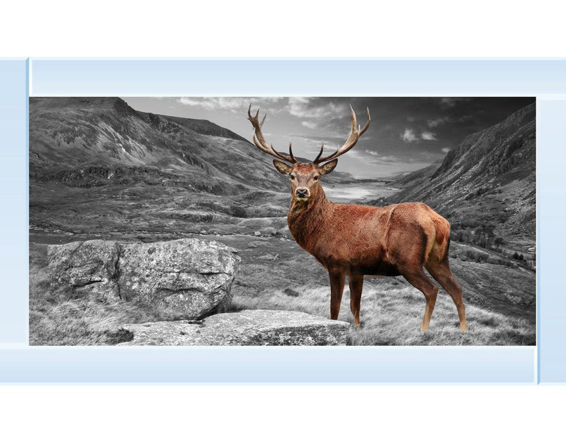 Stag in Highlands