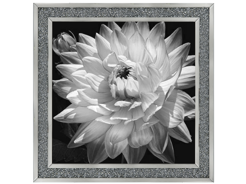 White Dahlia II