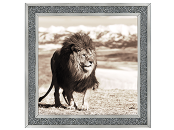 African Animals Series - Lion A