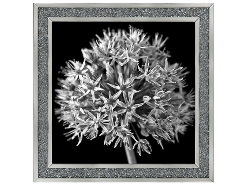 Black Allium 1