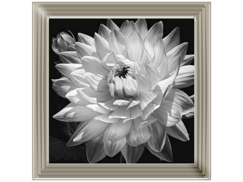 White Dahlia II