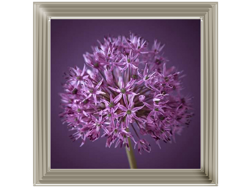 Purple Allium 1 by Assaf Frank