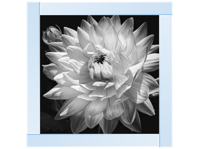 White Dahlia II