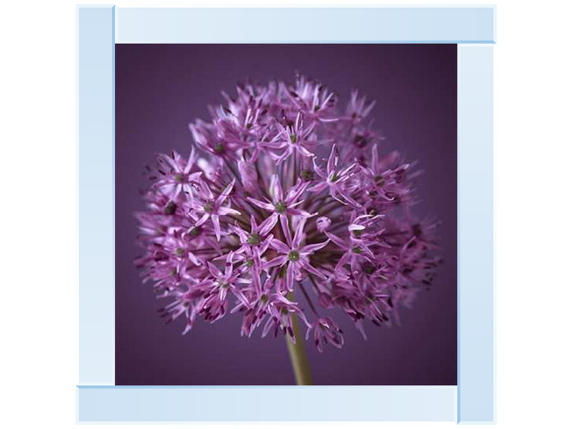 Purple Allium 1 by Assaf Frank