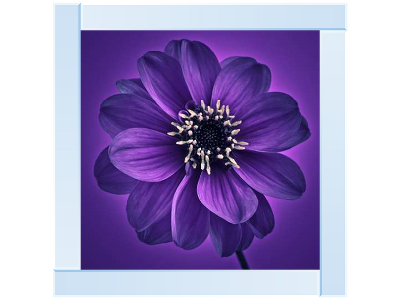 Purple Dahlia on Purple Background I by Assaf Frank