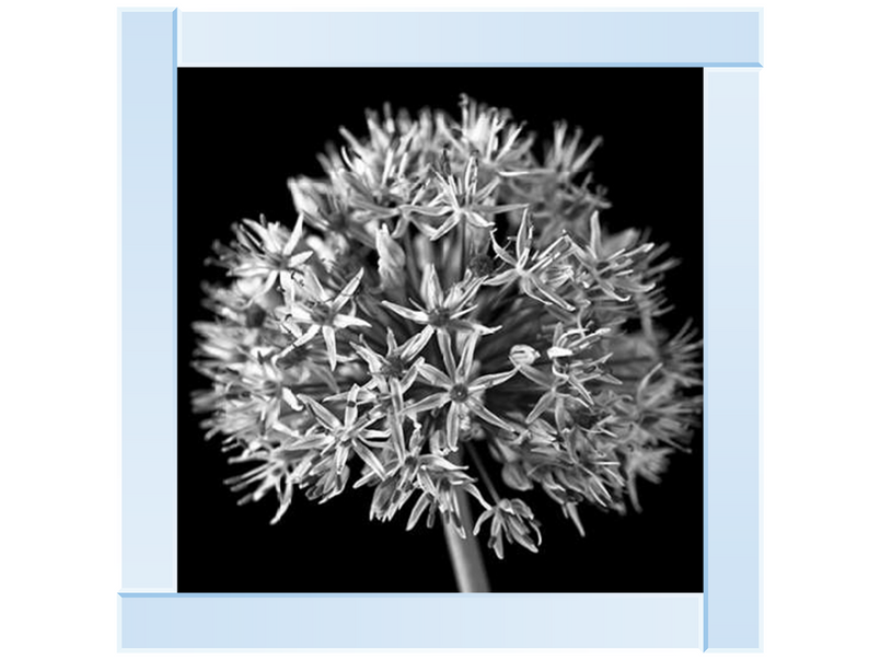 Black Allium 1