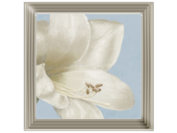 White amaryllis I