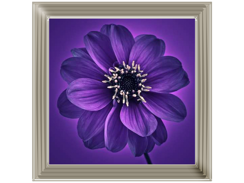 Purple Dahlia on Purple Background I by Assaf Frank