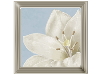 White amaryllis II