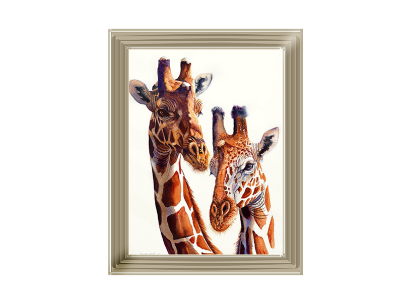 Safari Giraffes