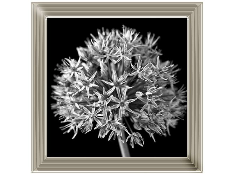 Black Allium 1