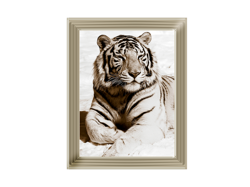 African Animals Series - Tiger A