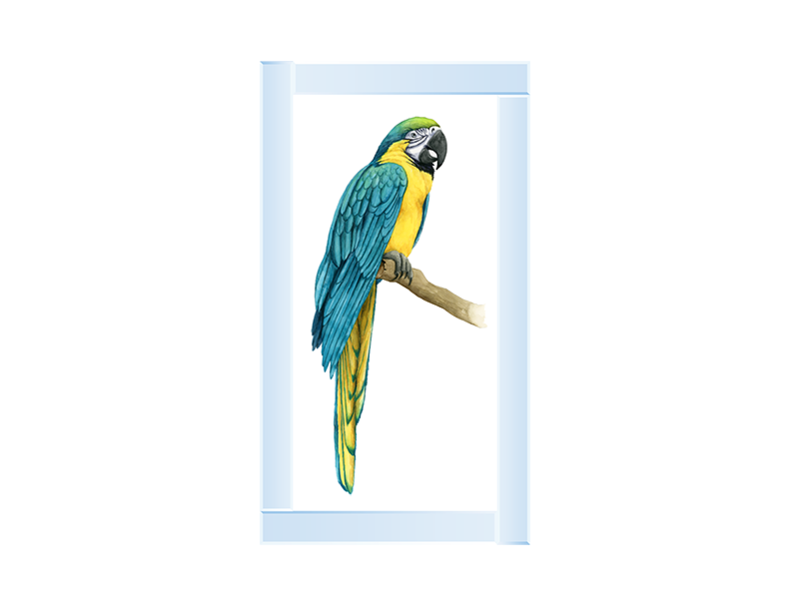 Teal Macaw I