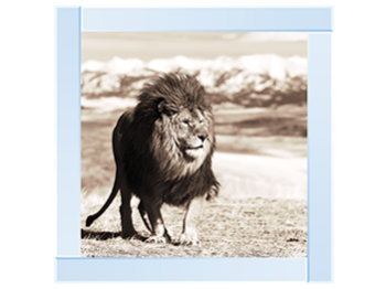 African Animals Series - Lion A