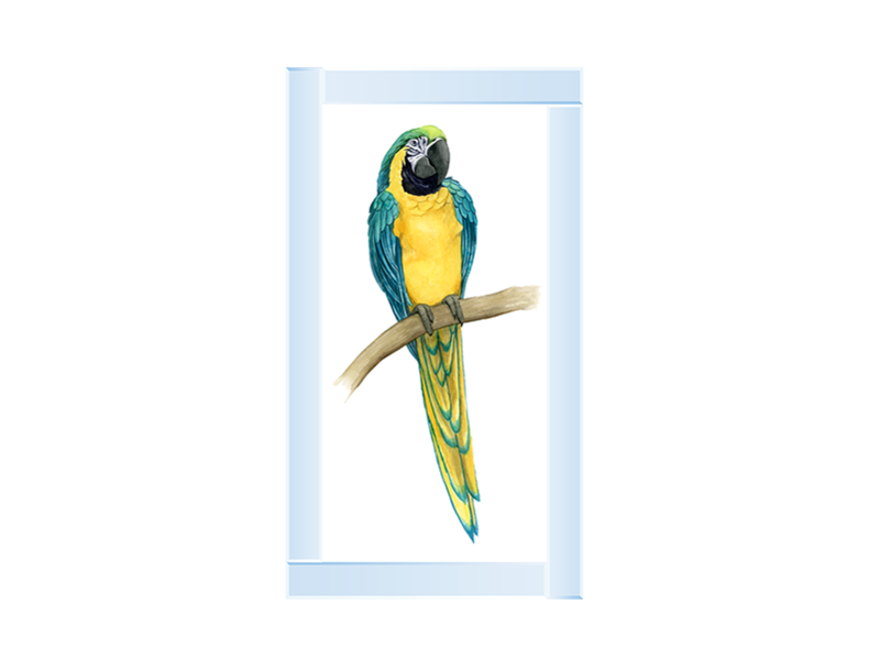 Teal Macaw II