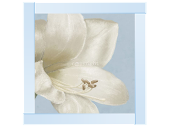 White amaryllis I