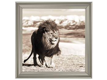 African Animals Series - Lion A