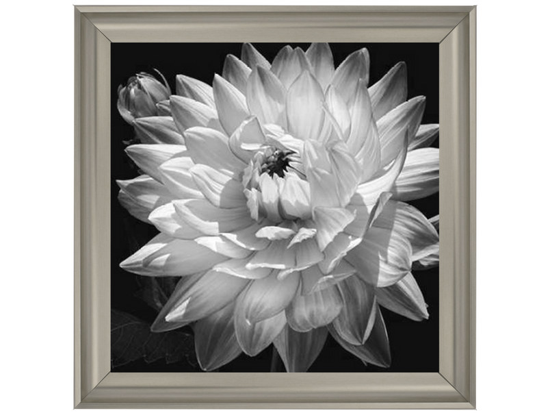 White Dahlia II