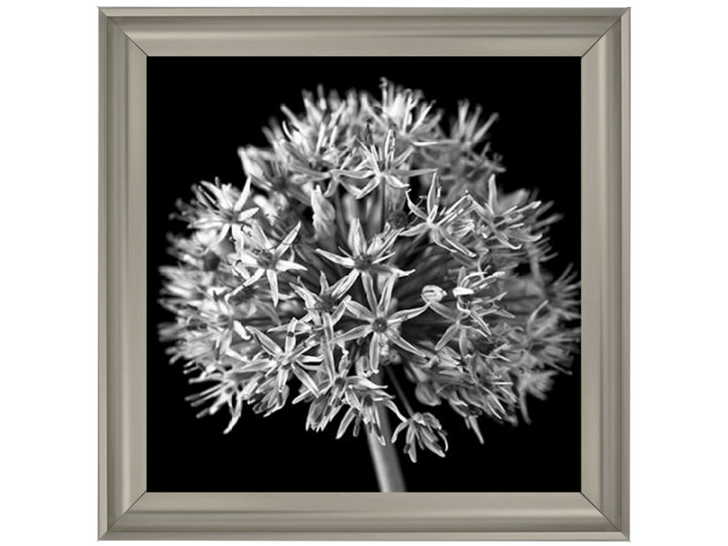 Black Allium 1