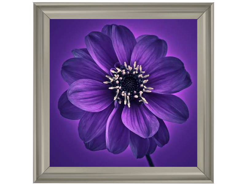 Purple Dahlia on Purple Background I by Assaf Frank