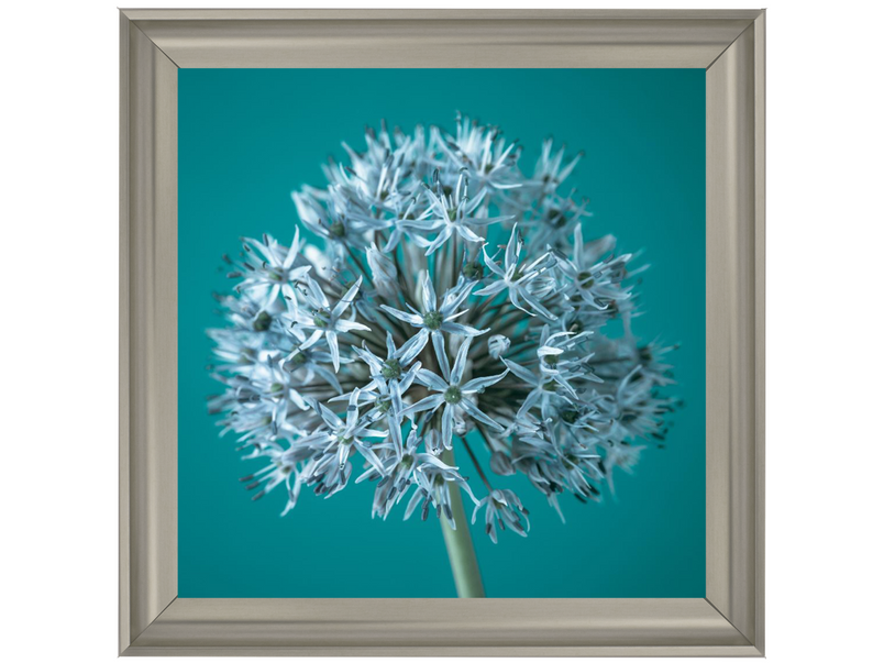 Turquoise Allium I by Assaf Frank