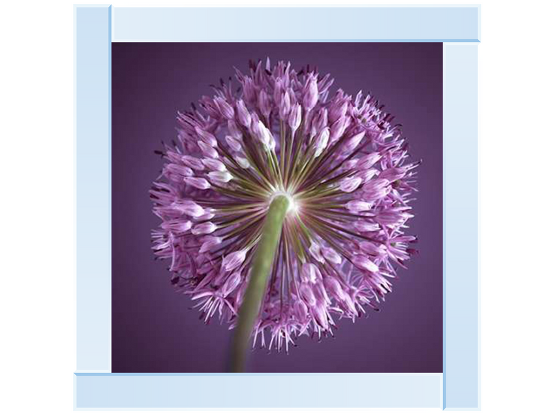 Purple Allium II by Assaf Frank