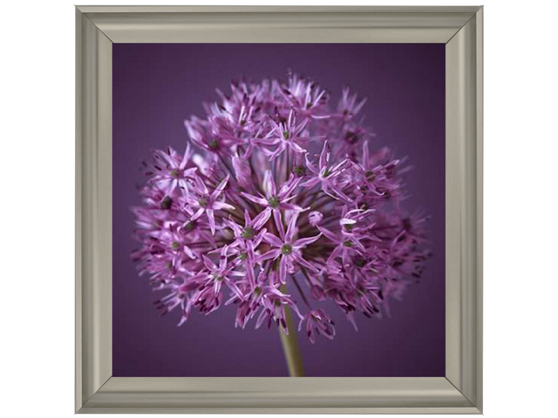 Purple Allium 1 by Assaf Frank