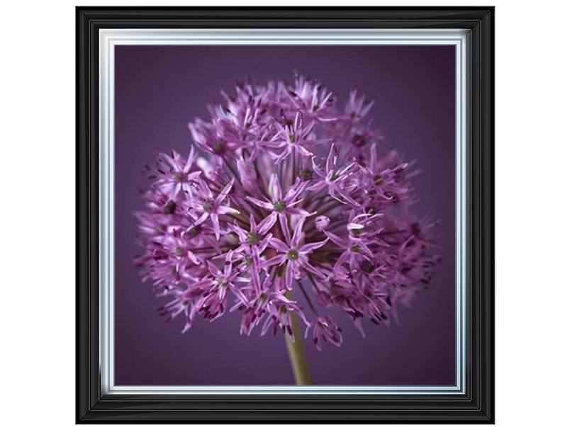 Purple Allium 1 by Assaf Frank