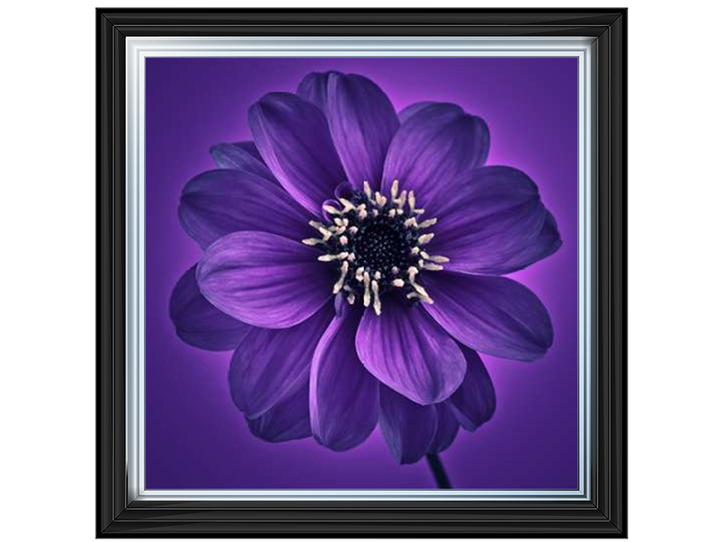 Purple Dahlia on Purple Background I by Assaf Frank